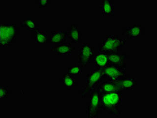 RCOR3 Antibody (PACO29428)