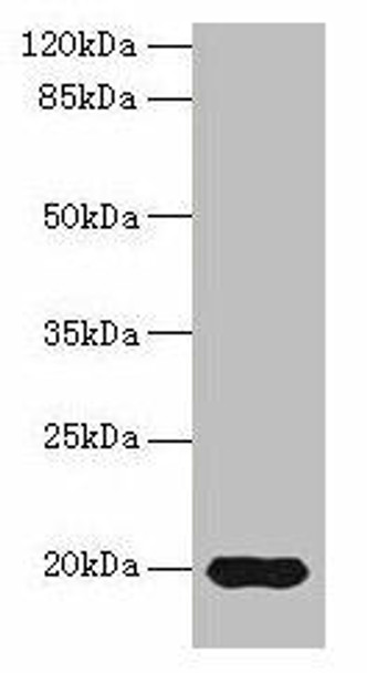 Reg3g Antibody (PACO29452)