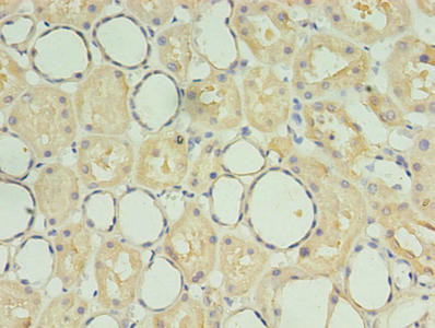 SDF2 Antibody (PACO29792)