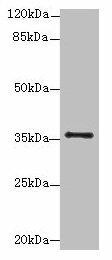 SLC35B1 Antibody (PACO29956)