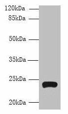 TMEM222 Antibody (PACO30574)