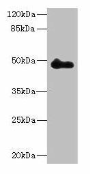 ZNF232 Antibody (PACO31228)