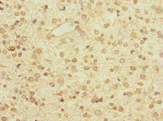 ZNF774 Antibody (PACO31496)