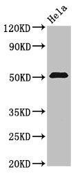 ZNF829 Antibody (PACO31516)