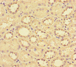 CCL14 Antibody (PACO32636)