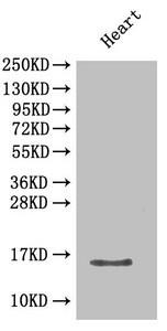 Cxcl5 Antibody (PACO32680)
