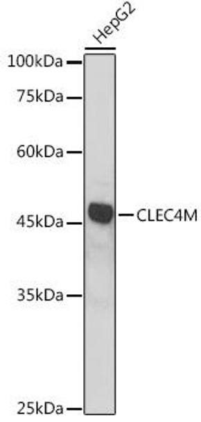 Anti-CLEC4M Antibody (CAB14268)