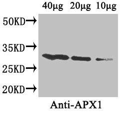 APX1 Antibody (PACO33348)