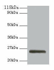 ERAS Antibody (PACO33396)