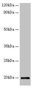 IFNG Antibody (PACO33504)