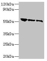 G Antibody (PACO33532)