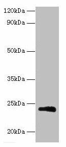 M Antibody (PACO34250)