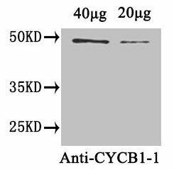 CYCB1-1 Antibody (PACO34482)