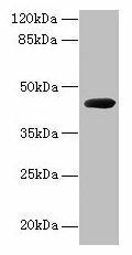 cpg2 Antibody (PACO34846)