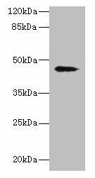 RBMS2 Antibody (PACO35322)