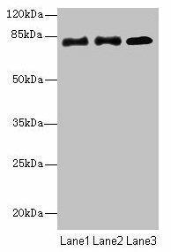 CPEB4 Antibody (PACO35486)