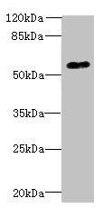 GPR176 Antibody (PACO35518)