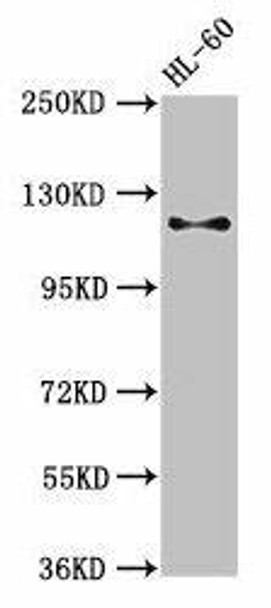 Cd163 Antibody (PACO35870)