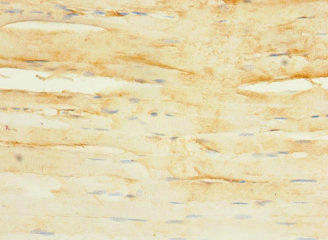 SLC36A2 Antibody (PACO36014)