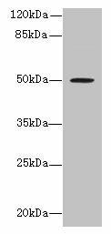 RUNDC3A Antibody (PACO36118)