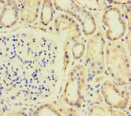 SPIN4 Antibody (PACO36222)