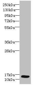 Ly6e Antibody (PACO36374)