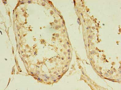 GKAP1 Antibody (PACO36418)
