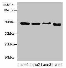 DDI2 Antibody (PACO36598)