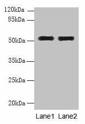 WDR88 Antibody (PACO36782)