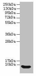 Defb14 Antibody (PACO36866)