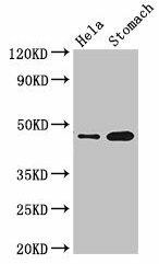 GFRAL Antibody (PACO36906)