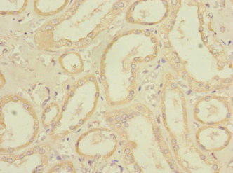 REEP3 Antibody (PACO36962)
