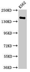 FGD6 Antibody (PACO37114)