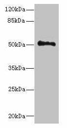 UNC93A Antibody (PACO37414)