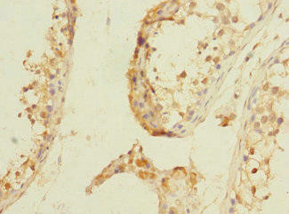 NPM2 Antibody (PACO37458)