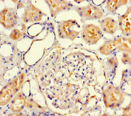 VMO1 Antibody (PACO37502)