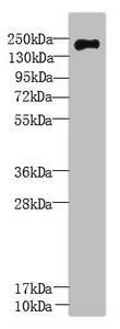 UBR2 Antibody (PACO37610)