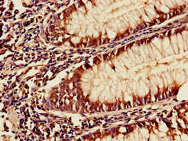 YAF2 Antibody (PACO37670)