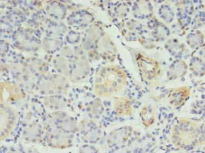 RFX6 Antibody (PACO37726)