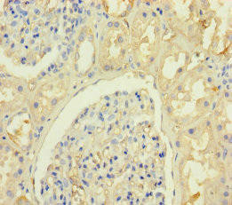 KRTAP8-1 Antibody (PACO37774)
