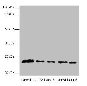 MMD2 Antibody (PACO37794)