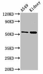 AFG1L Antibody (PACO38066)