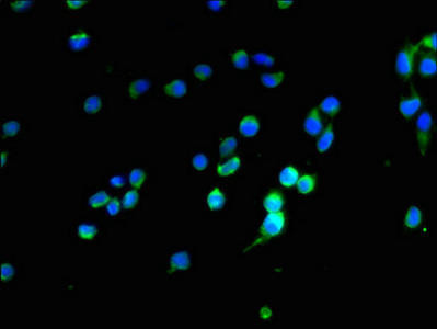 OPALIN Antibody (PACO38194)