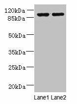 EFHB Antibody (PACO38282)