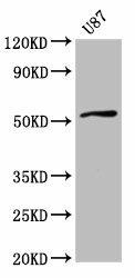 SLC22A17 Antibody (PACO38366)