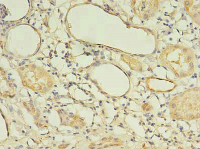 LIN37 Antibody (PACO38466)