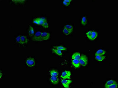 USMG5 Antibody (PACO38478)