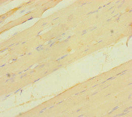 VGLL2 Antibody (PACO38558)
