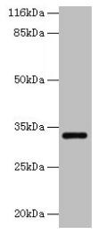 ERGIC1 Antibody (PACO38914)