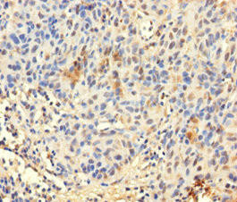 TCEANC2 Antibody (PACO39014)